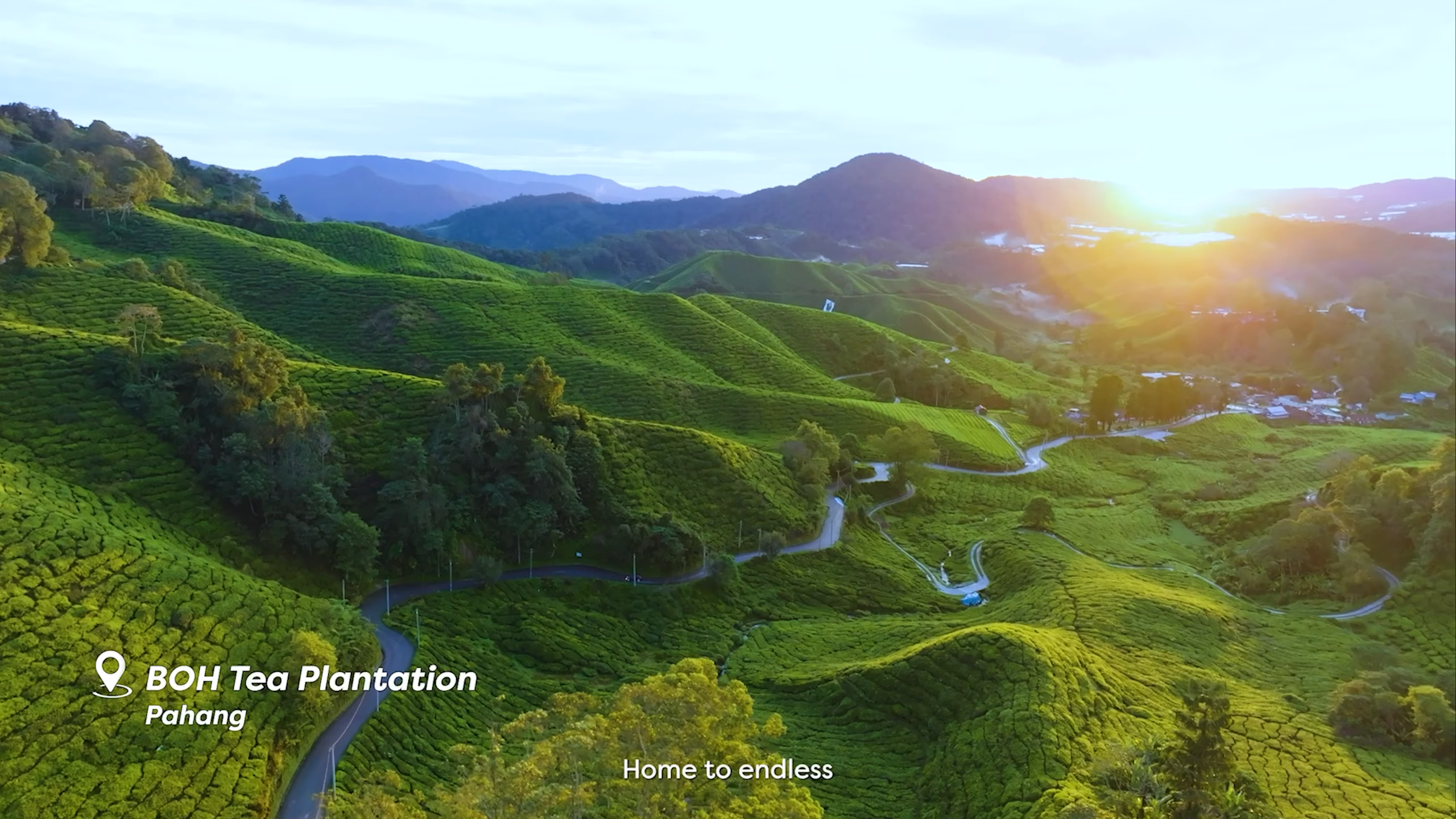 BOH Tea Plantation Sunrise